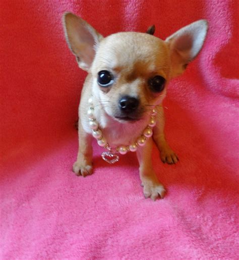 Chihuahua Puppies For Sale Central Avenue Nj 248997