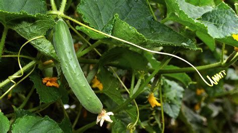 How To Grow Cucumbers In Pots And In The Ground Country