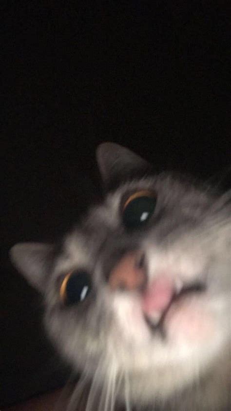 I Always Thought Cat Selfies Were Fake News Until I Left Snapchat Open