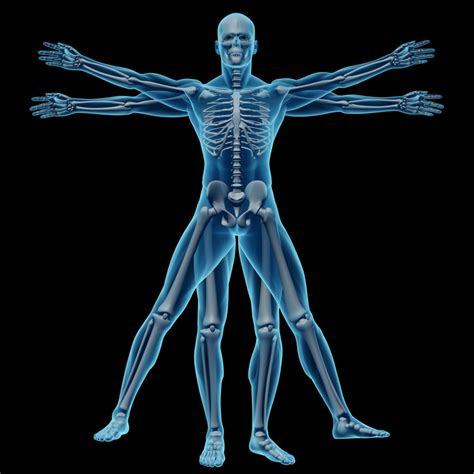 Musculoskeletal System And Ph Ph Focusedph Focused