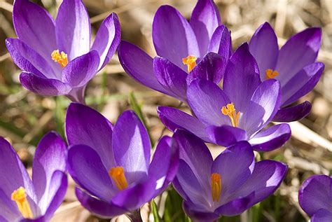 We did not find results for: First spring flower :) | baharin gelisini cigdem ...