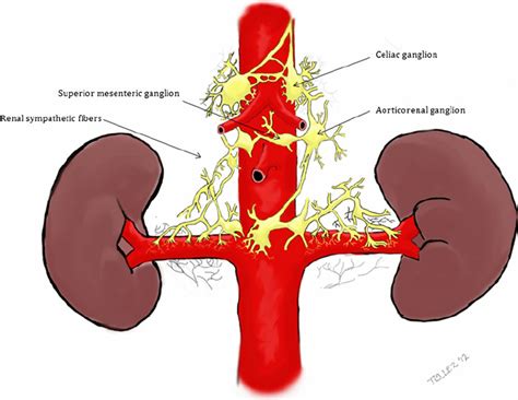 The Renal And Abdominal Sympathetic Nervous System Picture Courtesy