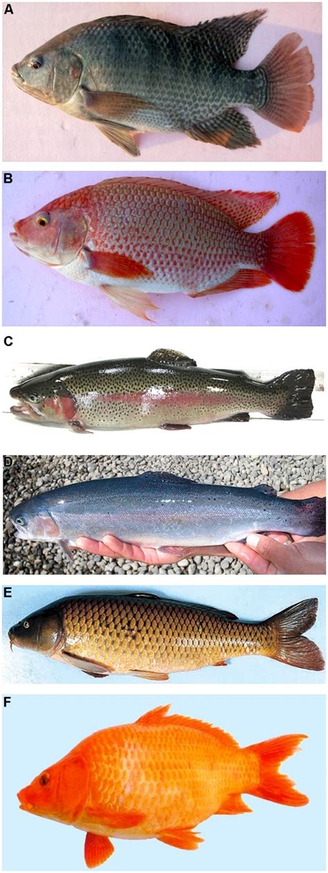 fish skin body shape examples tilapia improved pigmentation strains commercial strain publication wild oreochromis spots dark trout carp amur bluish