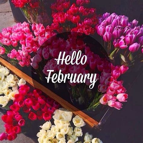 Hello February Flowers Pictures Photos And Images For