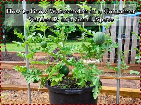 It's november 1, 2019 today and last night we had a. How to Grow Watermelon in a Container Vertically in a ...