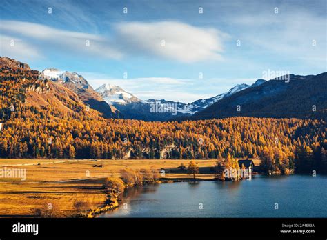 Autumn Lake Sils Silsersee In Swiss Alps Mountains Snowy Peaks And