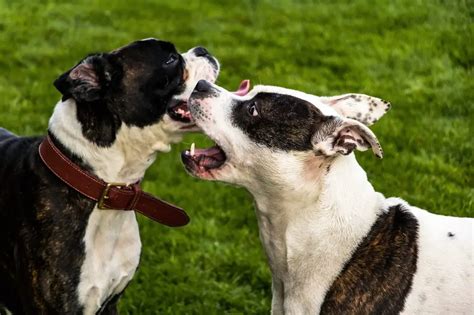 All That You Need To Know About The American Staffordshire Terrier Lab
