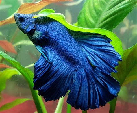 How Big Do Betta Fish Get And How Fast Do They Grow