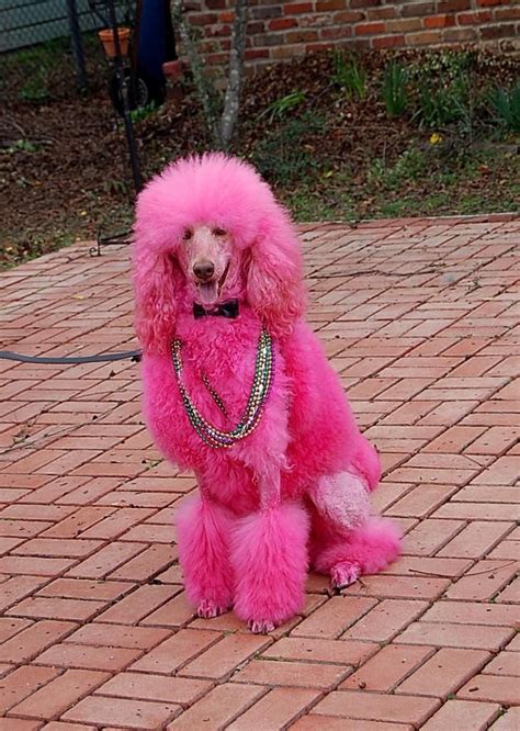 Pink Poodle Pink Dog Cool Pets Poodle