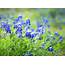Its Time To Plant Your Wildflowers  Texas A&ampM Today