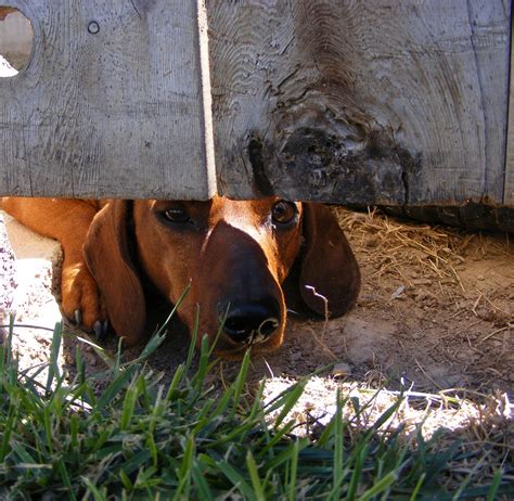 How to put in an underground dog fence. How do Invisible Dog Fences Work?