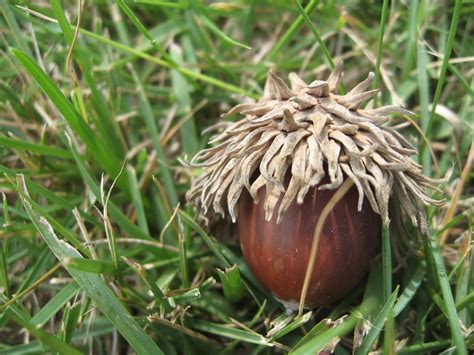 It's hard to imagine that a mighty oak tree can come from a tiny acorn, but with enough patience, you can grow one yourself! Acorn from our Sawtooth Oak | Reminds me of a bad hair day ...