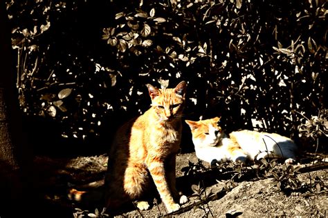 Tabbies Stray Cats In Spain Jamphish Flickr