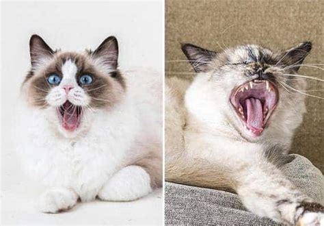 Birman Vs Ragdoll Spot The Difference Zooawesome
