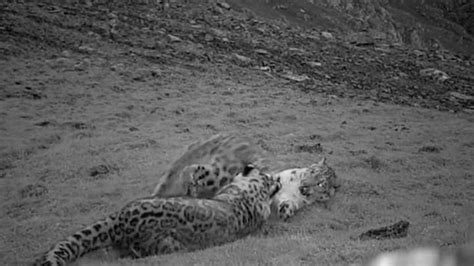 Hidden Camera Captures Snow Leopard Mum And Cub Playing Together Ladbible