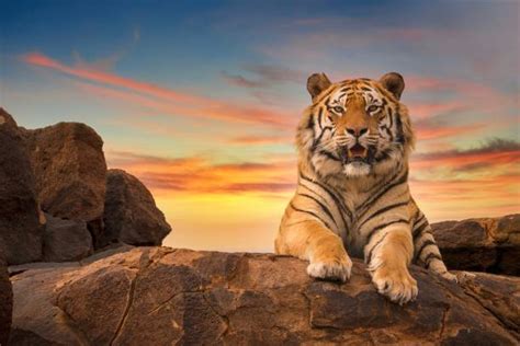 Tiger Stock Photos Pictures And Royalty Free Images Istock
