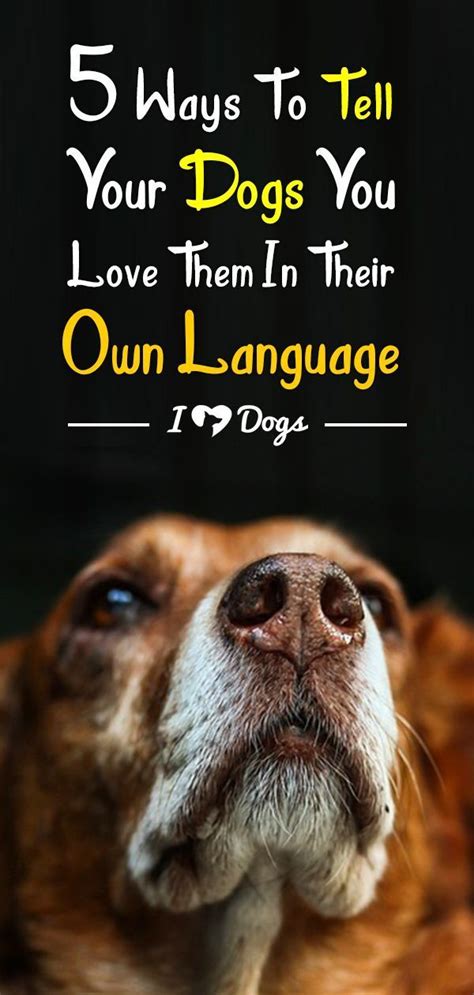 5 Ways To Tell Your Dogs You Love Them In Their Own Language Dogs