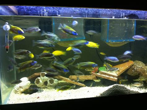 My 40 Gallon Grow Out Tank With Mixed Cichlids