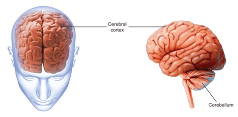 A Closer Look at the Brain | CK-12 Foundation