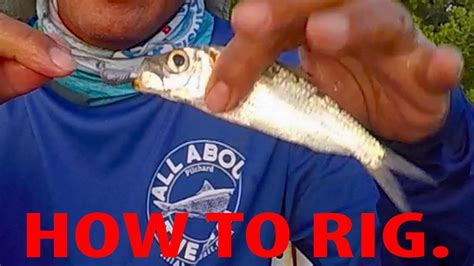 Top Fishing Tips How To Rig Live Pilchards White Bait Youtube