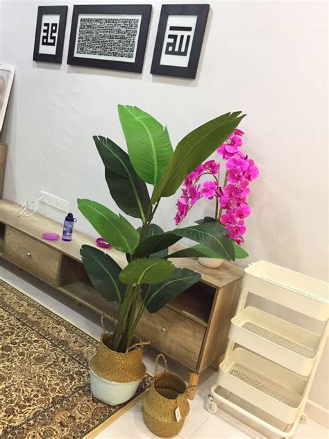Diy pokok keladi viral eco shop. Lukisan Pokok Pisang | Cikimm.com