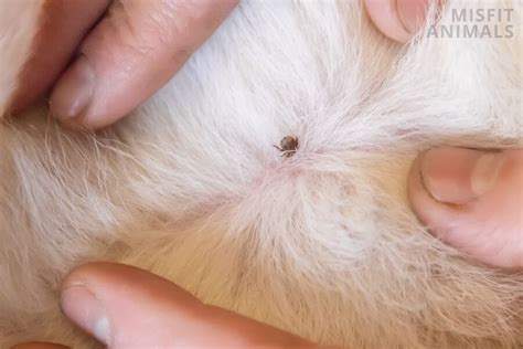 Tick Or Skin Tag On Dog What Is The Difference