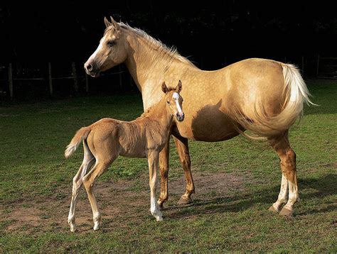 See more ideas about horse chestnut trees, chestnut trees, chestnut horse. It's Brain Time!: Hyper-specific Topic: Horse Color Genetics