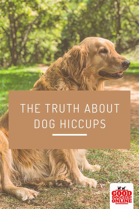 Truth About Dog Hiccups How To Stop Dog Hiccups Good Doggies Online