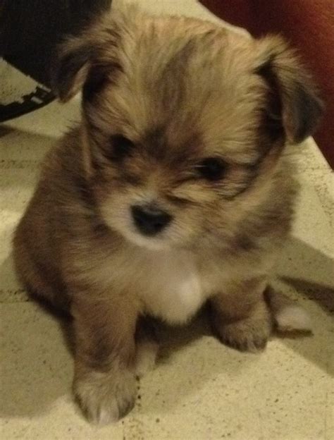 We are also in close contact with other breeders, visit breeding a shih tzu is an intelligent, loving, affectionate, and social dog with a cheerful disposition and sometimes a mischievous streak. Pomeranian and shih tzu puppy | PUPS | Pinterest