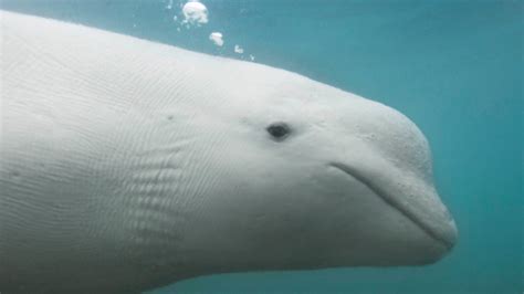 Beluga Whale National Geographic