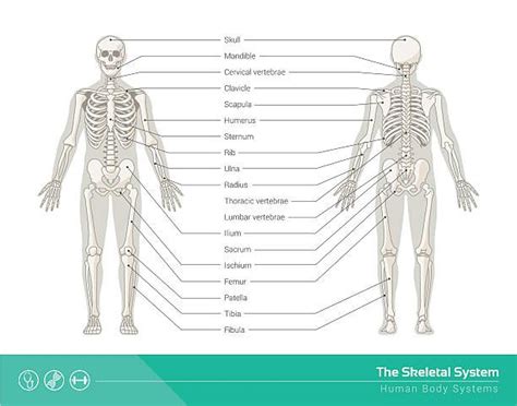 Anatomy Reference Skeletal System Skeletal Human Skeletal System