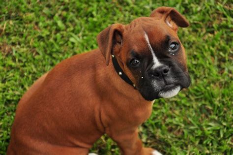 Standard, bronze, silver, gold, and platinum. Boxer Dog Breed Information, Pictures, Characteristics ...