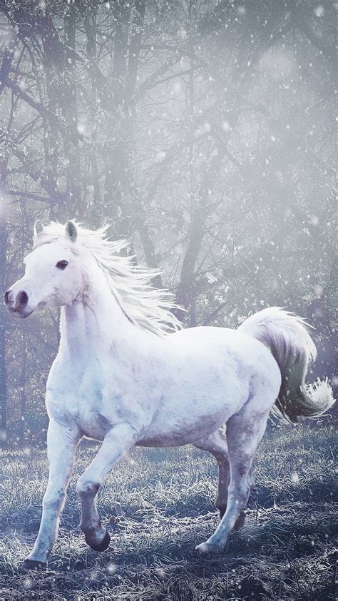 Horse Pony White Meadow Winter