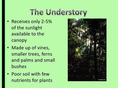At the very top, the canopy supports the greatest density of life, from palm trees to rainforests receive at least 100 inches of rain each year. Rainforest Canopy Layer Facts & Canopy Layer Sc 1 St ...