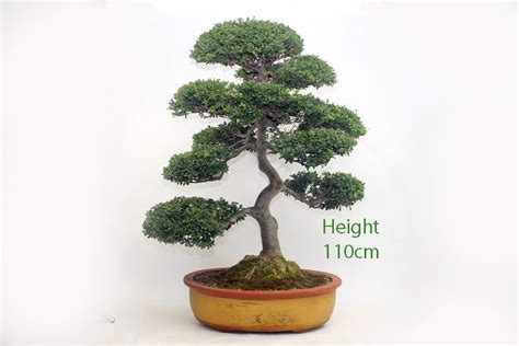Holly bonsai reppoting more 3. Specimen Japanese Holly Ilex Flowering Bonsai Tree - ALL ...
