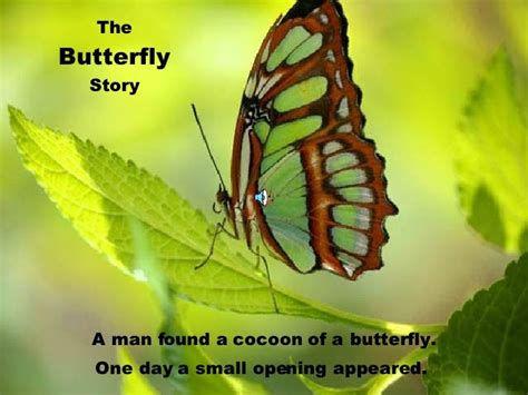 The Butterfly Story