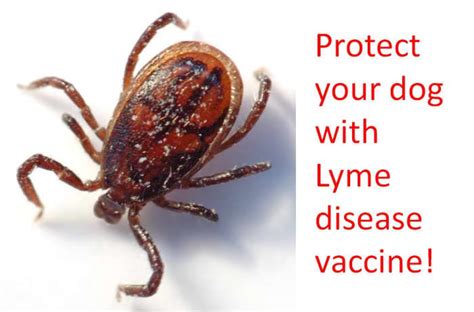 Lyme Disease Vaccine For Dogs Hubpages