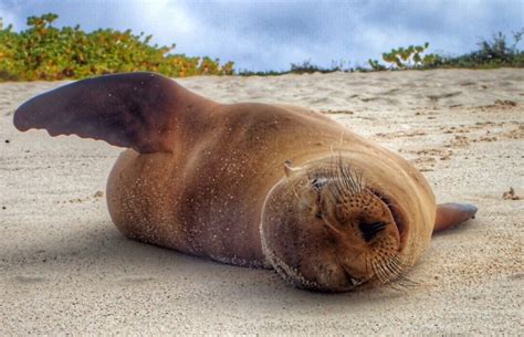 Sea Lion Smile Galapagos Island Photo Of The Day