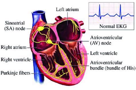 Hearts Electrical System