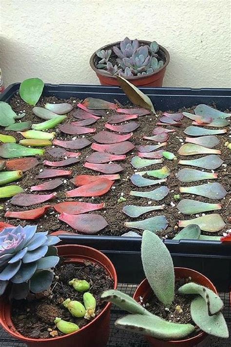 Succulent Leaf Propagation Angels Grove Succulent Garden Diy