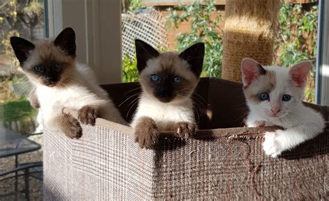 Kittens Sapphirestar Cats