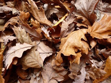 Free Image Of Background Of Dead Brown Autumn Leaves Freebiephotography