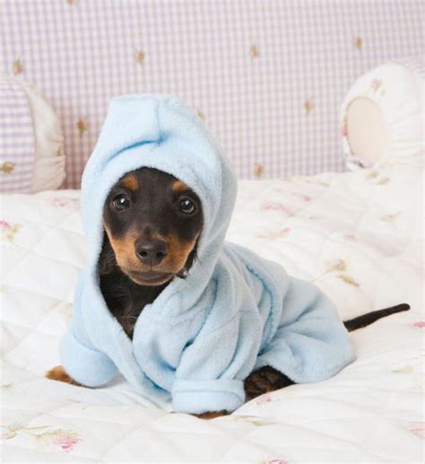 25 Tiny Dogs That Will Fit Perfectly In Your Tiny House Daschund