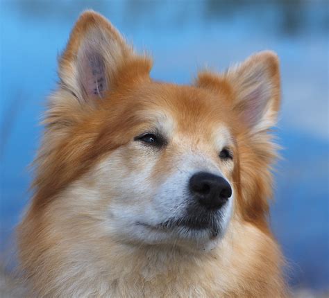 Icelandic Sheepdog Pictures And Informations Dog