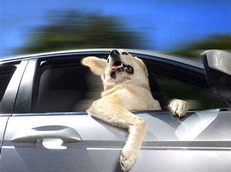 Dogs In Cars Adorable Photos Of Dogs Enjoying Their Ride Bored Panda