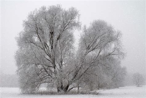 Gratis Billeder Landskab Træ Natur Afdeling Kold Sort Og Hvid