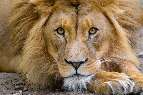 Lion Muzzle Glance King Of Beasts Predator Wildlife Hd Wallpaper