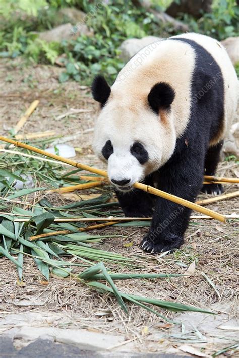Giant Panda Eating Bamboo Stock Image C0169551 Science Photo Library