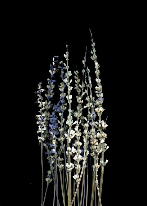Salvia Greggii Fred Michel Flickr