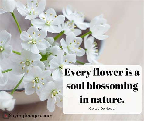 Flowers don't worry about how they're going to bloom. 35 Beautiful Flower Quotes To Celebrate Life, Hope, And ...